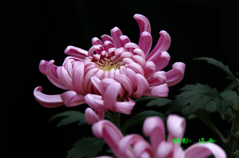 ڸɽջչľջ