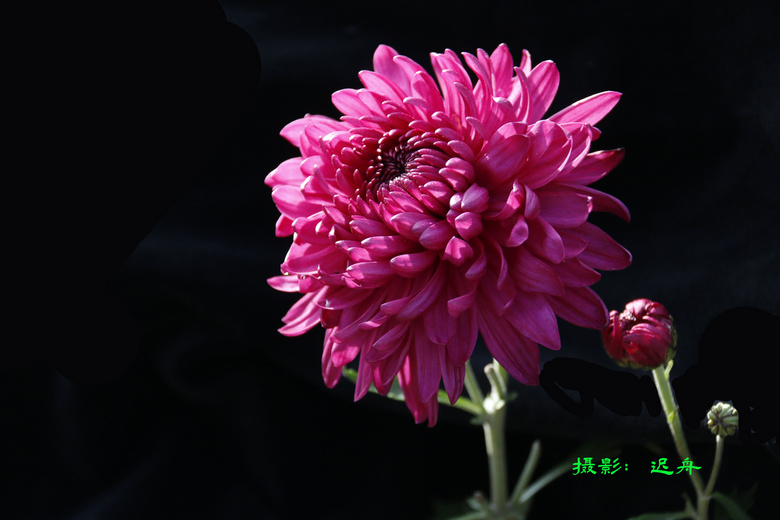 ڸɽջչľջ