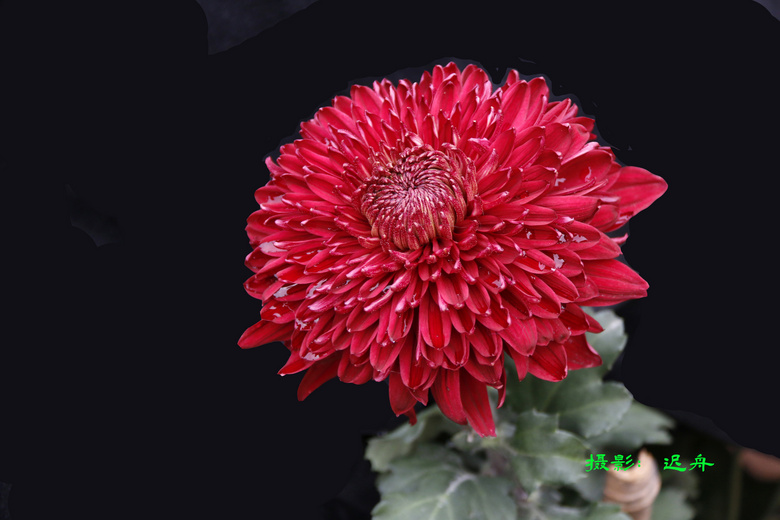 ڸɽջչľջ