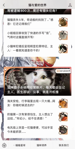 撿了一只像“樹妖姥姥”的貓回家，細心照顧幾個月…真身也太美了