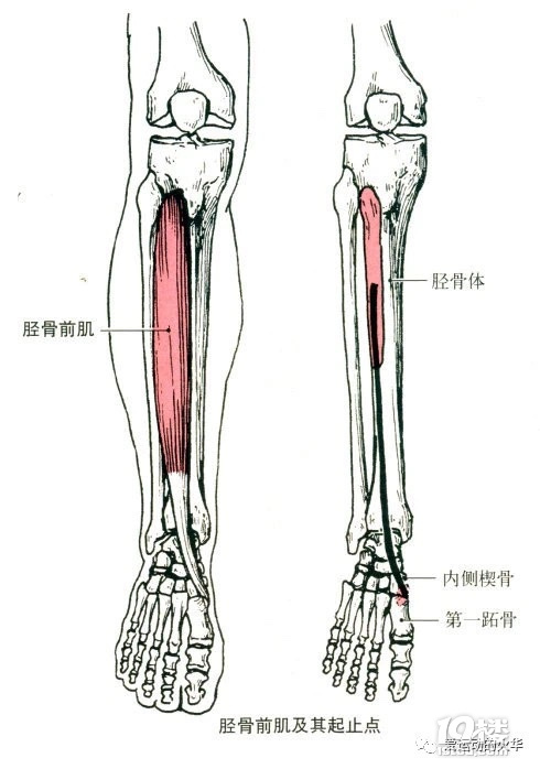 體考系列——你一定要知道的無傷跑步訓(xùn)練