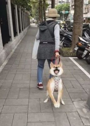 柴犬還想再玩舉手拜托，卻被奶奶拎著拖走：我不要回家��！