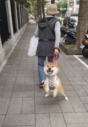 柴犬還想再玩舉手拜托，卻被奶奶拎著拖走：我不要回家�。�