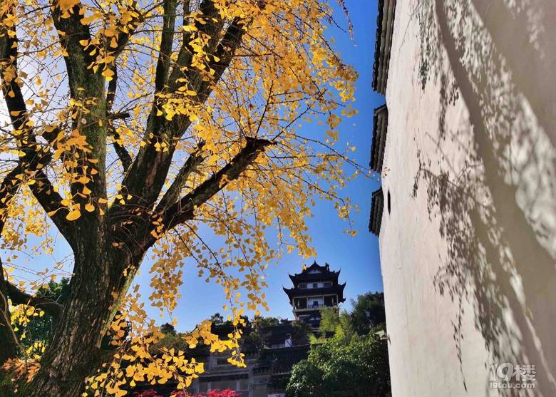 碧空、老宅、銀杏、發(fā)呆