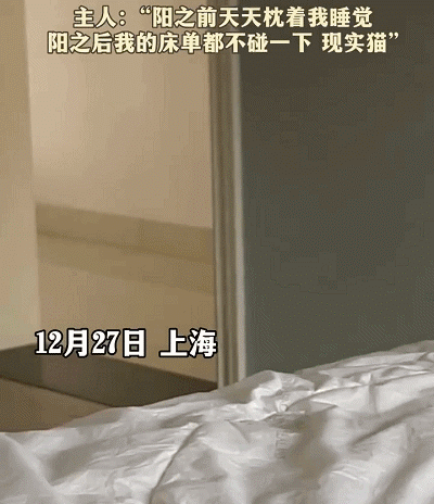 妹子陽后四天沒洗頭，小貓湊近一聞隔夜飯差點吐出來：好像看見我