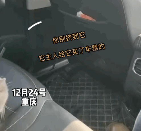 拼車拼到一只貓，忍不住想rua…司機立馬制止：別騷擾乘客，它