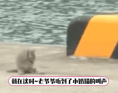 拼車拼到一只貓，忍不住想rua…司機立馬制止：別騷擾乘客，它