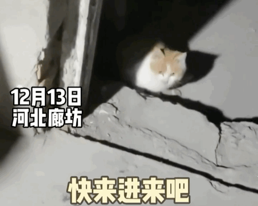 拼車拼到一只貓，忍不住想rua…司機立馬制止：別騷擾乘客，它