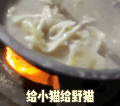 拼車拼到一只貓，忍不住想rua…司機立馬制止：別騷擾乘客，它