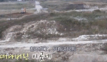 那塊空地上的流浪狗，已經(jīng)站在那里等了四年了…