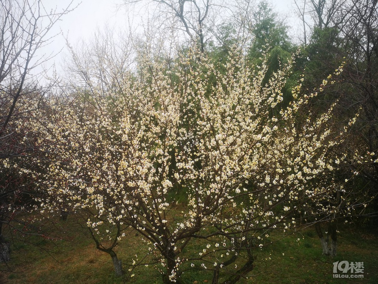 煙雨蒙蒙西溪梅墅