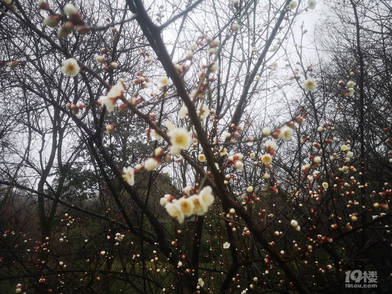 煙雨蒙蒙西溪梅墅
