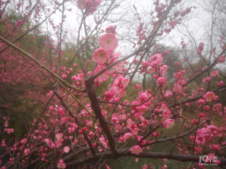 煙雨蒙蒙西溪梅墅