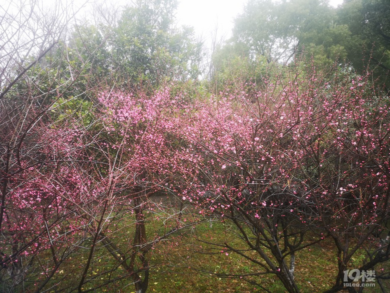煙雨蒙蒙西溪梅墅