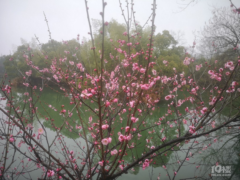 煙雨蒙蒙西溪梅墅