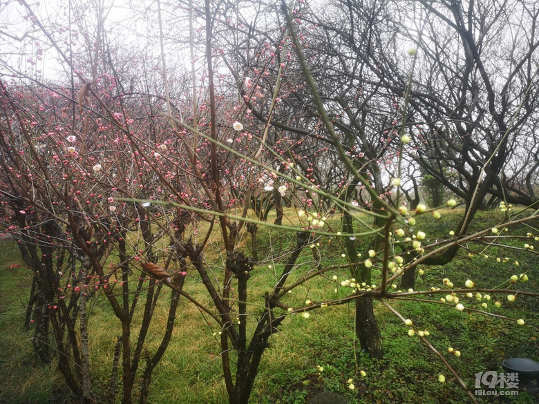 煙雨蒙蒙西溪梅墅