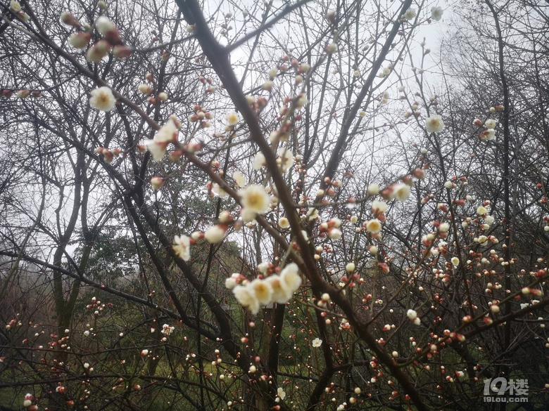 煙雨蒙蒙西溪梅墅