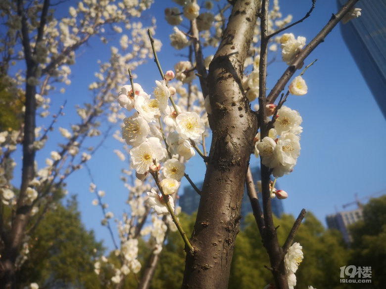 西誤尋梅，品蔣村酒樓