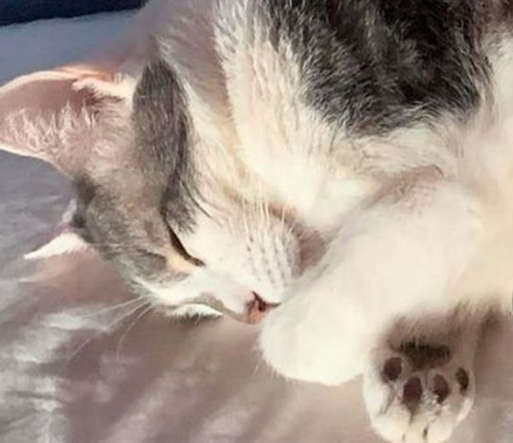 չ˾؈GԼ҅sՈ(qng)ͨ`æȫW(wng)ŭ