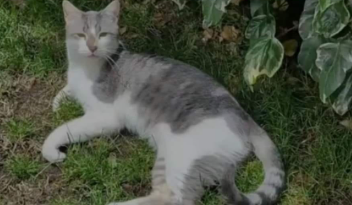 չ˾؈GԼ҅sՈ(qng)ͨ`æȫW(wng)ŭ