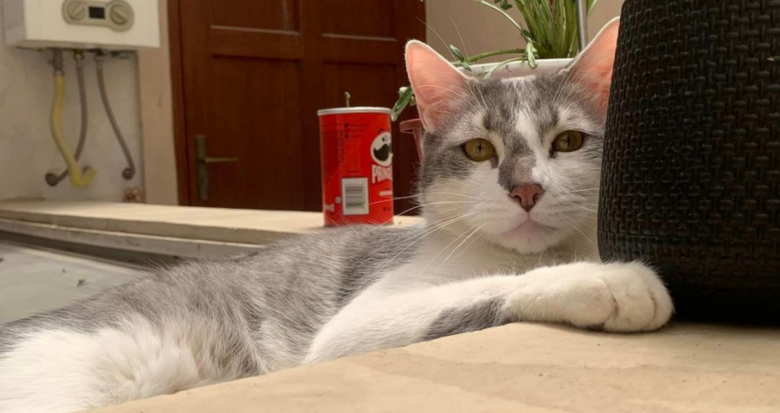 չ˾؈GԼ҅sՈ(qng)ͨ`æȫW(wng)ŭ