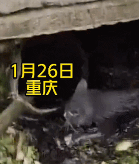 貓回老家第一天就掉進(jìn)了化糞池，主人用“勺”撈起…看yue了！