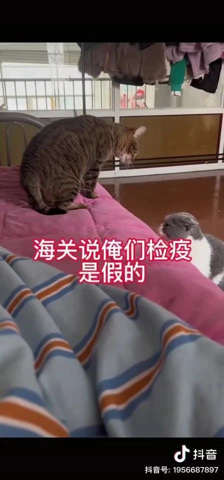 B(yng)һֻ؈̶̎׷犌Լr(ji)̧20f(wn)ˣЦ(li)
