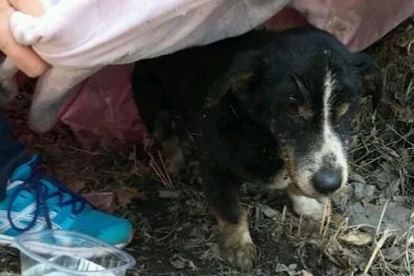18歲愛(ài)犬離世，主人含淚埋葬，結(jié)果第二天它卻出現(xiàn)在收容所…詐