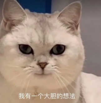 開(kāi)學(xué)發(fā)現(xiàn)宿舍被貓占領(lǐng)，有躺床上睡覺(jué)的，有生娃坐月子的…學(xué)生：