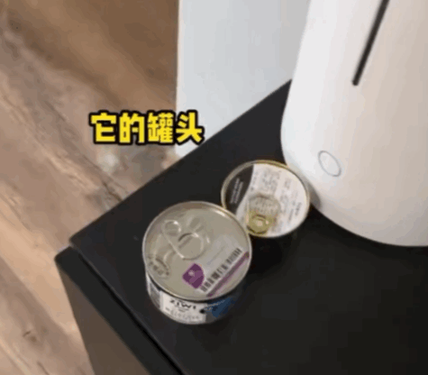 小貓一身反骨，主人就決定“以暴制暴”，結果…傷敵一千自損八百