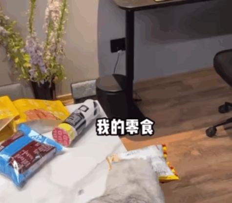 小貓一身反骨，主人就決定“以暴制暴”，結果…傷敵一千自損八百