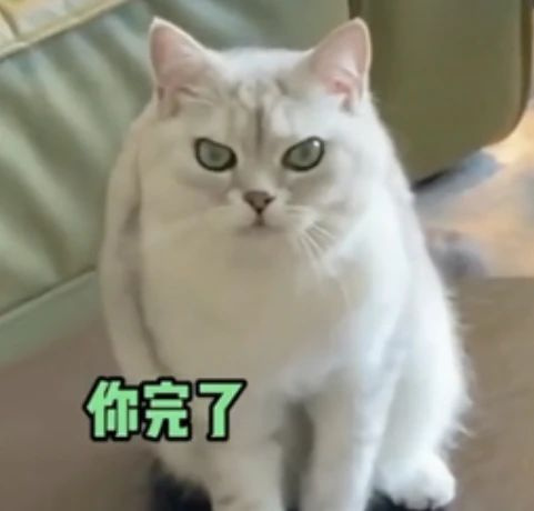 小貓一身反骨，主人就決定“以暴制暴”，結果…傷敵一千自損八百