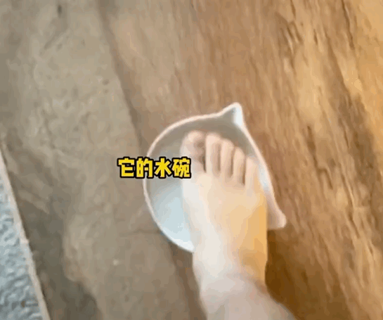 小貓一身反骨，主人就決定“以暴制暴”，結果…傷敵一千自損八百