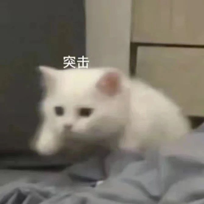 小貓一身反骨，主人就決定“以暴制暴”，結果…傷敵一千自損八百
