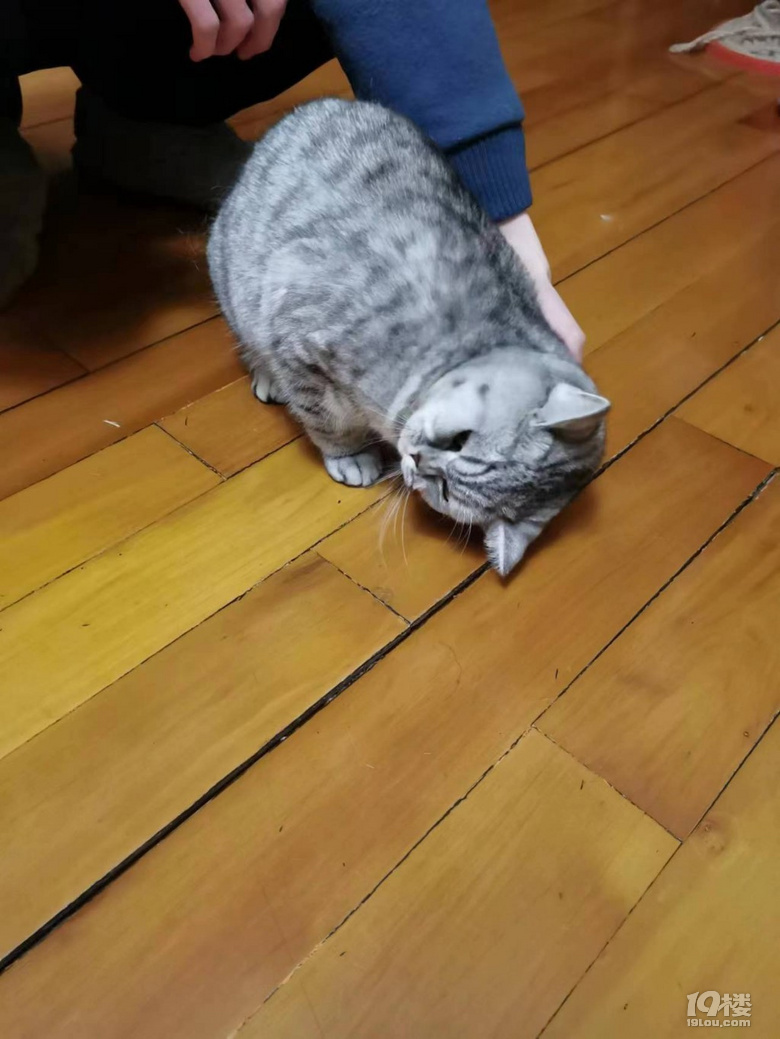 免費(fèi)送貓