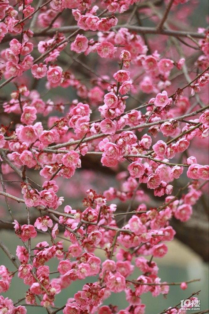 r(sh)g(hu)ֹͣ@(g)ֻܱID