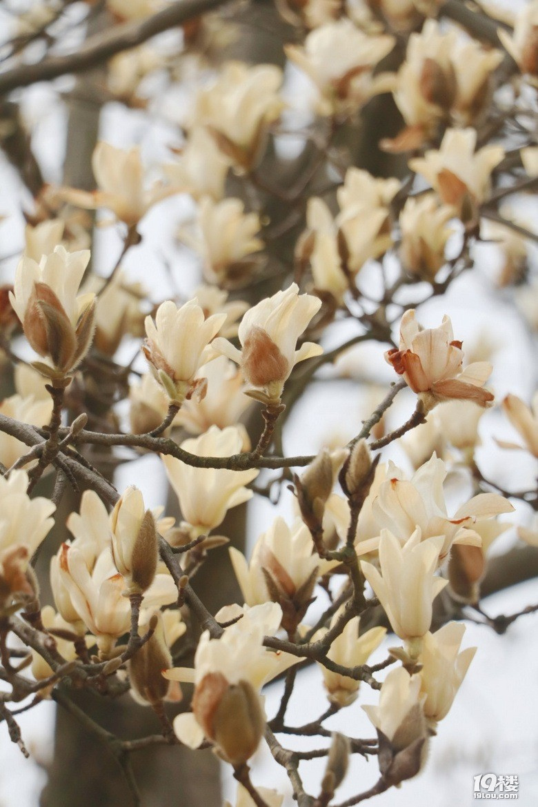 r(sh)g(hu)ֹͣ@(g)ֻܱID