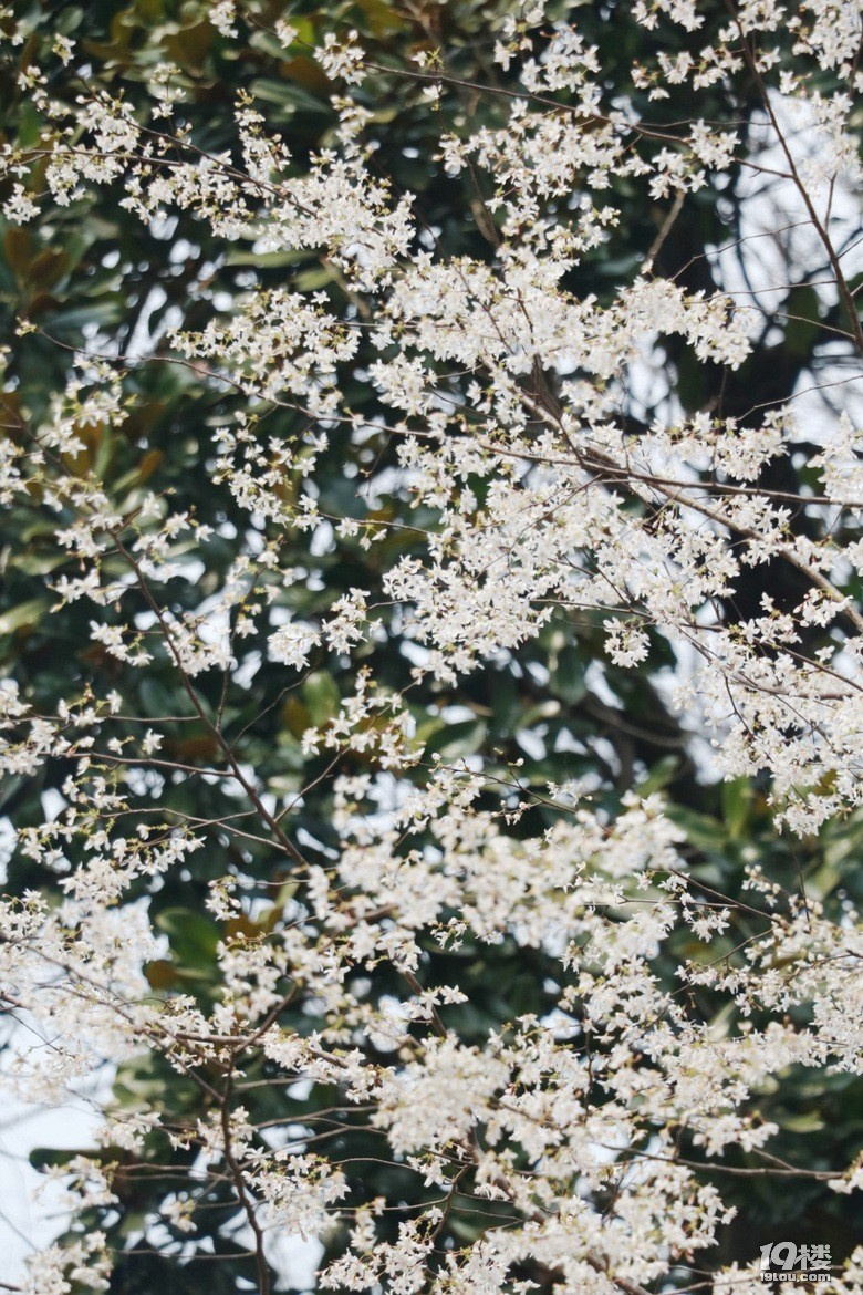 r(sh)g(hu)ֹͣ@(g)ֻܱID