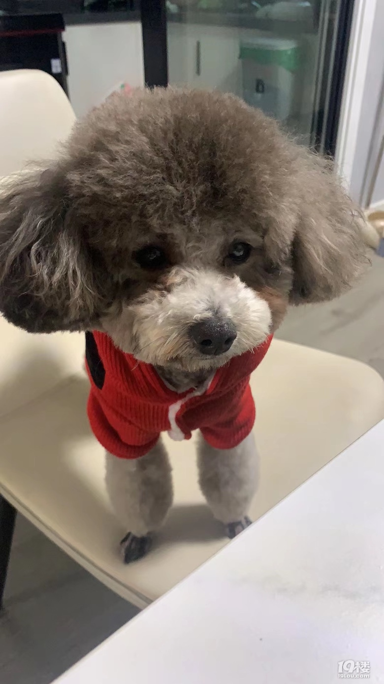 2歲灰泰迪弟弟