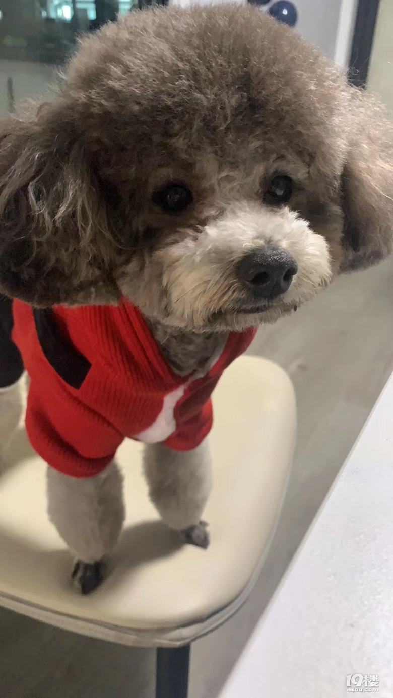 2歲灰泰迪弟弟