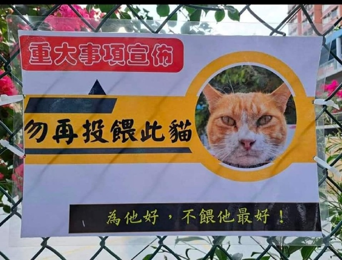 小貓?zhí)郑毁N告示…它似乎看懂了！