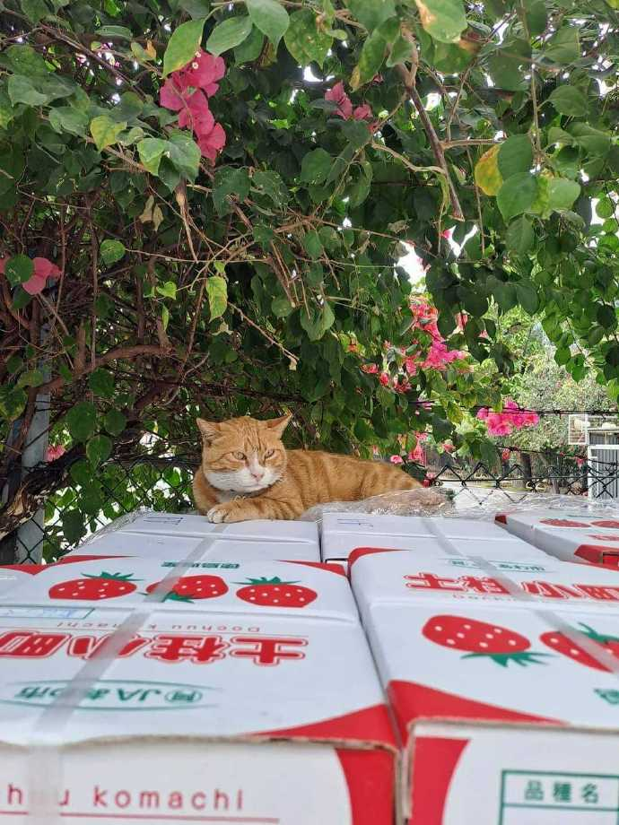 小貓?zhí)�，被貼告示…它似乎看懂了！