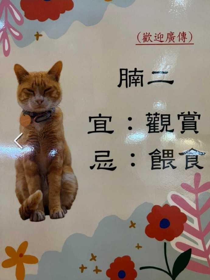 小貓?zhí)�，被貼告示…它似乎看懂了！