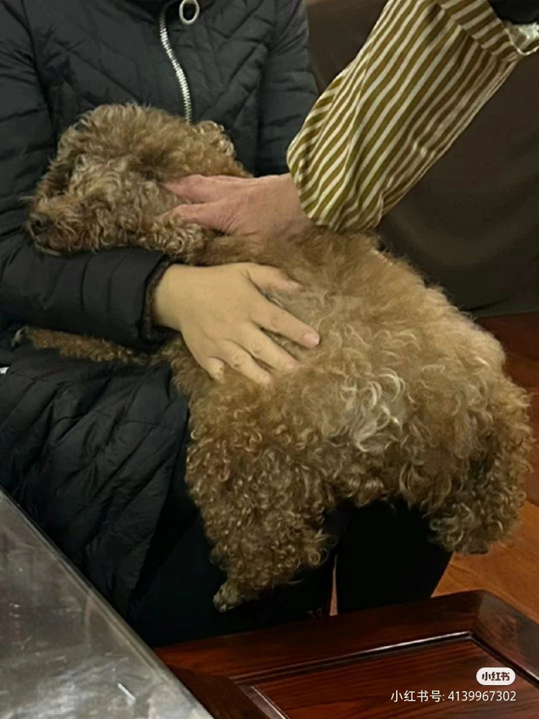 男友第一次見家長不忘給狗子準(zhǔn)備一堆禮物，小狗舅看呆：我姐不嫁