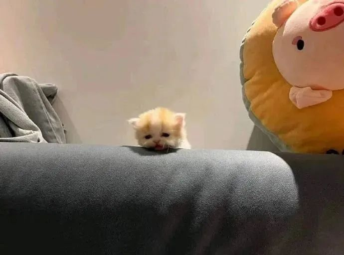 ؈FʲôֻIһcc
