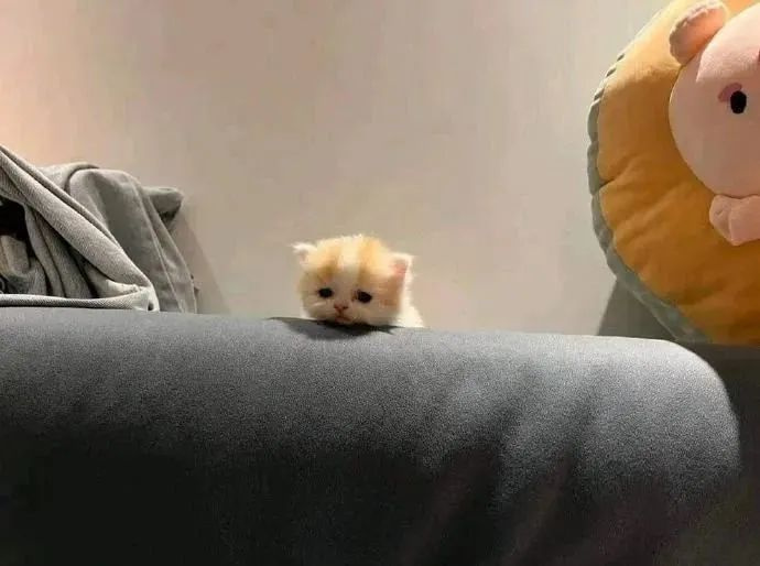 ؈FʲôֻIһcc