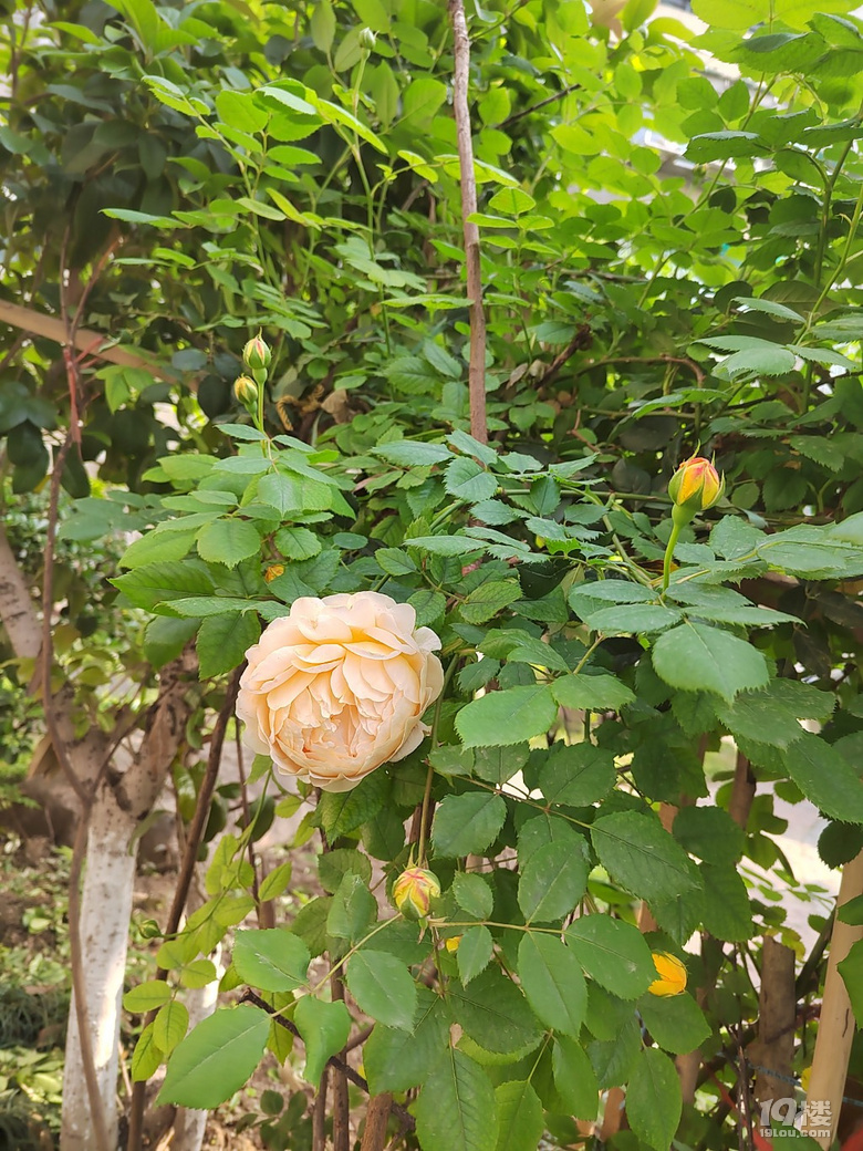 香噴噴、嬌艷欲滴的花兒