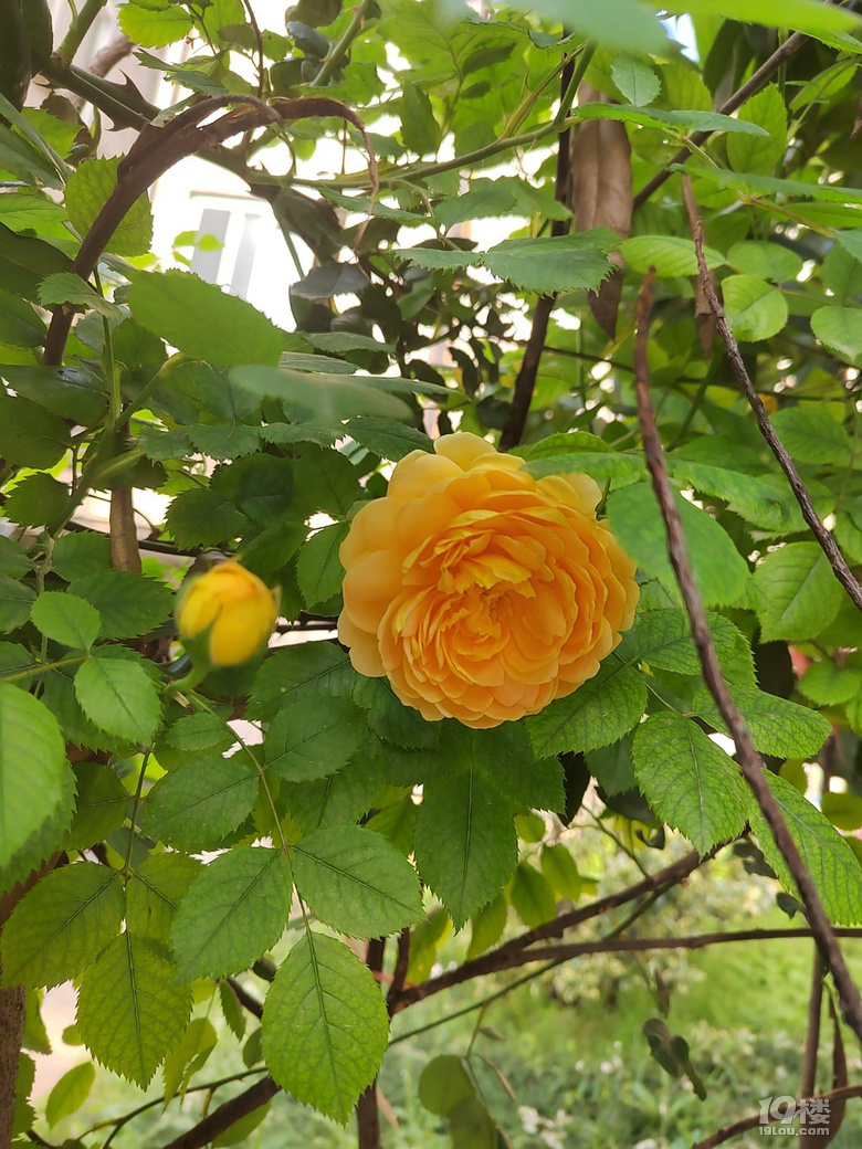香噴噴、嬌艷欲滴的花兒