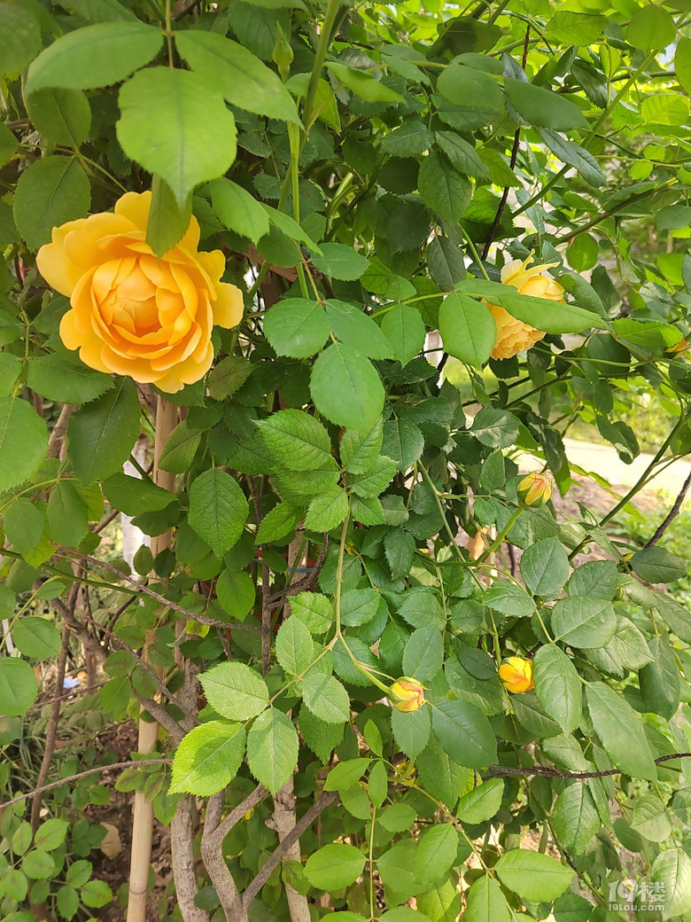 香噴噴、嬌艷欲滴的花兒