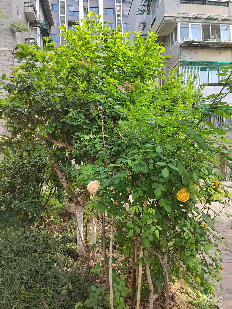 香噴噴、嬌艷欲滴的花兒
